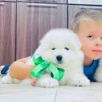 Классные щенята самоедики, в Твери