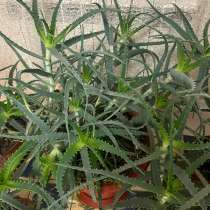 Алоэ лечебное, в Хасавюрте