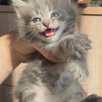 Отдам в добрые руки котят, в Кумертау