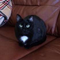 Отдам даром Черная ночка - Марта, в Санкт-Петербурге