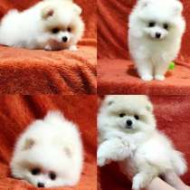 ШПИЦ ЩЕНОЧКИ В ПРОДАЖЕ, в Новосибирске