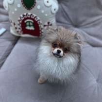 Шпиц 5 месяц, в Красноярске