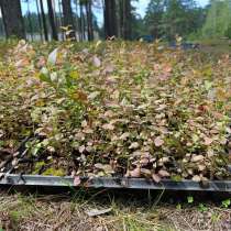 Саженцы голубики в кассетах,1г, оптом, доставка, в Москве