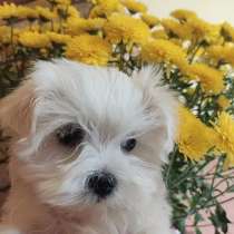 Мальтезе щенки, в Челябинске
