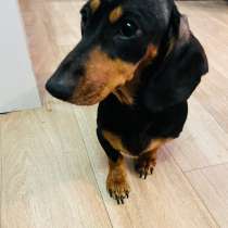 Такса, в Уссурийске