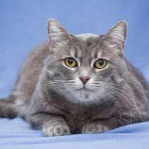 Британская кошка Беня в добрые руки, в Москве