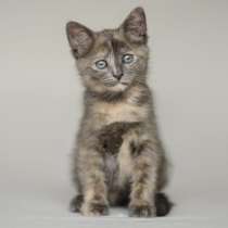 Крошка-котенок Вишня в добрые руки, в Москве