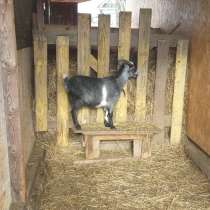 Продам окотную (беременную) козу, в Кинешме