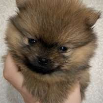 Щенки померанского шпица, в Краснодаре