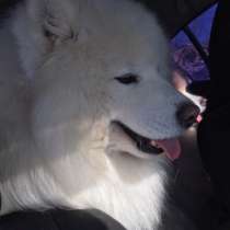 Самоеды вязка и щенки на продажу, в Костроме