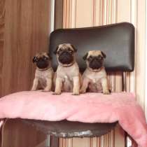Щенки мопсика 2.5мес, в Санкт-Петербурге
