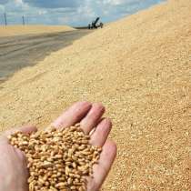 Декларация на зерно, в Таганроге