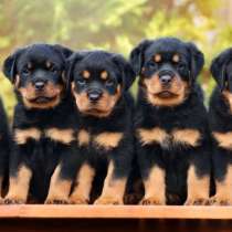 Ротвейлер Ростов на дону, в Ростове-на-Дону