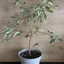 Фикус Бенджамина пестролистный, в Пушкине