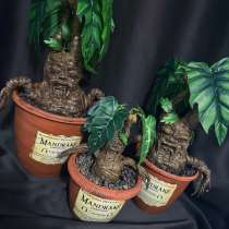 Мандрагора из Гарри Поттера, в Санкт-Петербурге