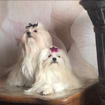 Щенок Мальтийская болонка, в Москве