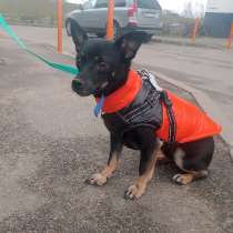 Маленький диванный пёсик, 6 кг, в Санкт-Петербурге