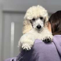 Королевский пудель, в Москве