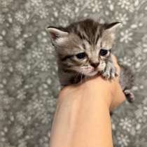 Котята, в Ростове-на-Дону