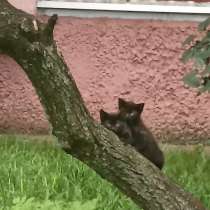 SOS. Нужна Передержка или дом котятам!Котенок в дар, в г.Минск