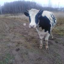 Корова, в Наро-Фоминске