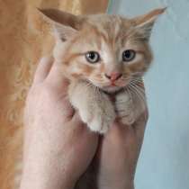 Рыжий котёнок мальчик, в Красноярске