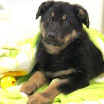 Степа и Жорик! Щенки в добрые руки, в Москве