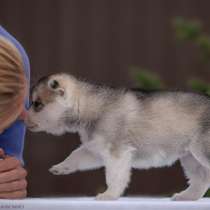 Щенки хаски ищут хозяев, в Москве