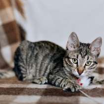 Необыкновенно яркий мальчик Веник ищет дом, в Москве