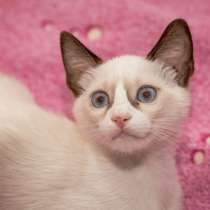 Сиамский котенок альбинос очень редкого окраса, в г.Нетания