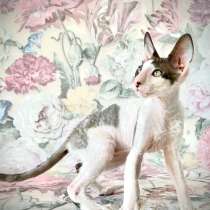 Cornishrex, в г.Минск