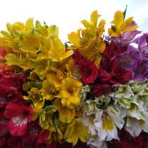 Продаю дом с бизнесом, в Краснодаре