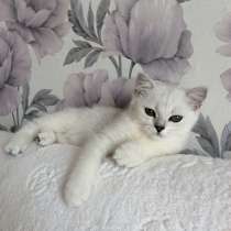 Британский клубный котенок мальчик Центавр, в Москве