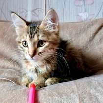 Полосатое очарование котенок Ириска в дар, в Москве