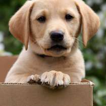 Лабрадор Анатырь, в Анадыре