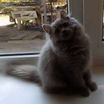 Сказочный мультяшный котенок, в Краснодаре