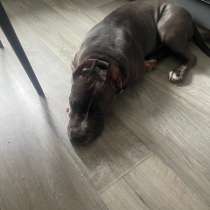 Продам Американского Стаффордширского терьера, в Саранске