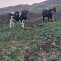 Быки Ангус, в Черкесске