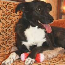 Отдам даром Моника - робкая, застенчивая собака, в Санкт-Петербурге