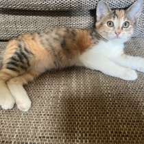 Отдам даром, в Москве