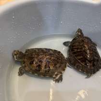 Отдам черепашек в добрые руки, в Москве
