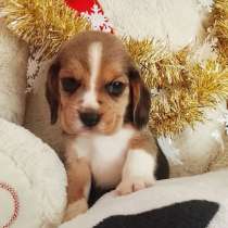 Бигль, в Уссурийске