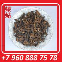 Медведка сушеная целебная, в Тюмени