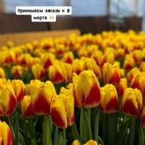 Тюльпаны оптом, в Армавире