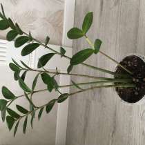 Цветы, в Нефтекамске