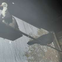 Голуби, в Москве