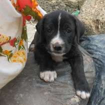 Щенки кане корсо метисы, в Севастополе