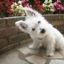 Продаются щенки West Highland White terrier, в Протвино