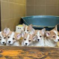 Щенки вельш-корги, в Самаре