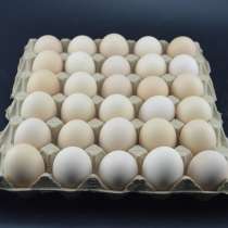 Линия по производству упаковки для яиц, в г.Харбин